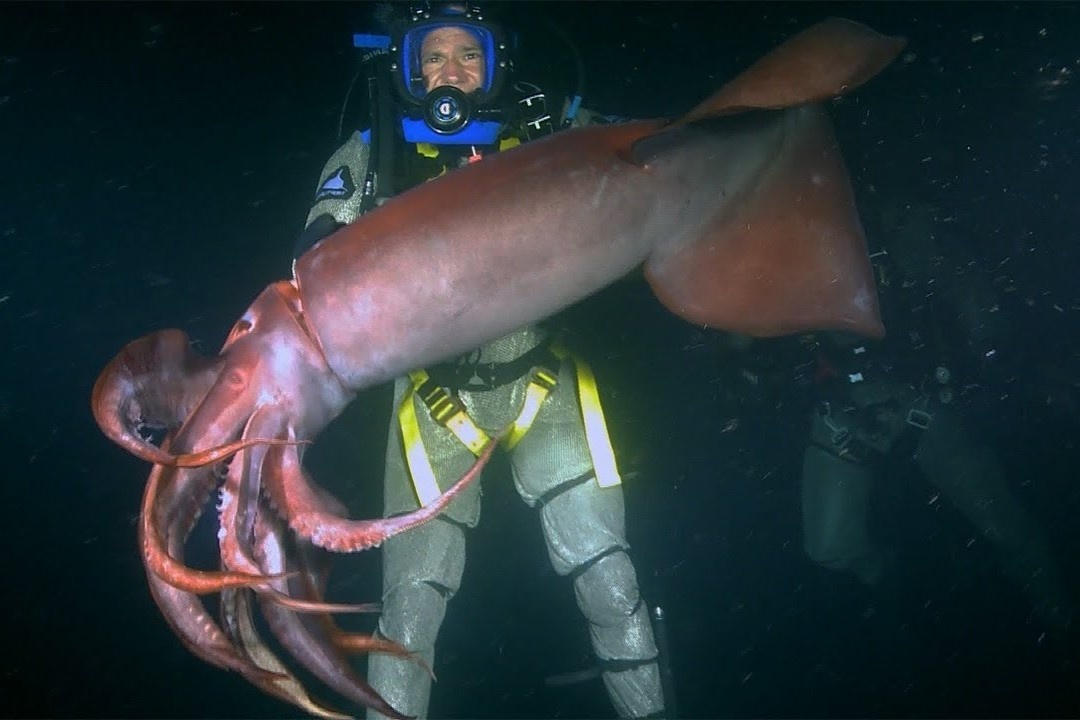 Loai muc dai 2 m, chuyen tan cong nguoi hinh anh