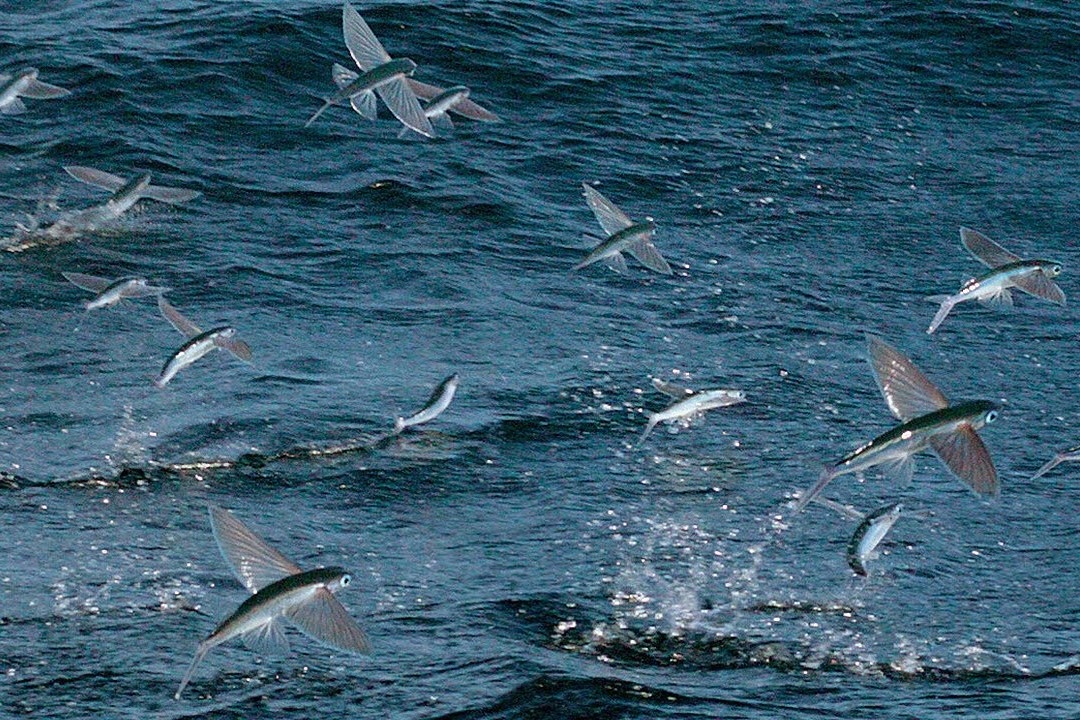 Loai ca so huu ky nang bay luon nhu chim hinh anh