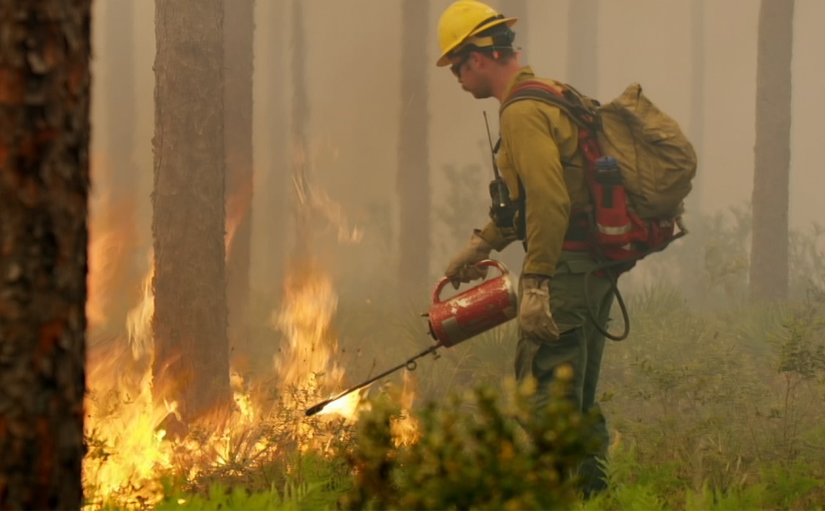 Cach linh cuu hoa su dung lua de kiem soat chay rung hinh anh