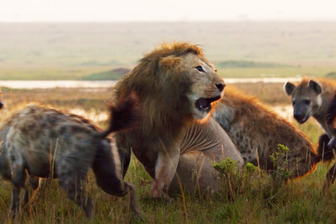 Cuoc do suc giua su tu va 20 con linh cau hinh anh