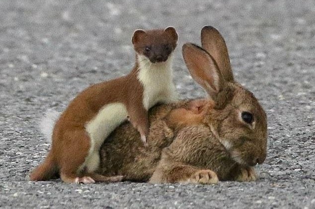 Kha nang san con moi lon cua loai chon nang gan 300 g hinh anh