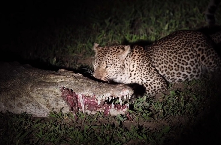 Bao lieu linh cuop thuc an trong mieng ca sau hinh anh