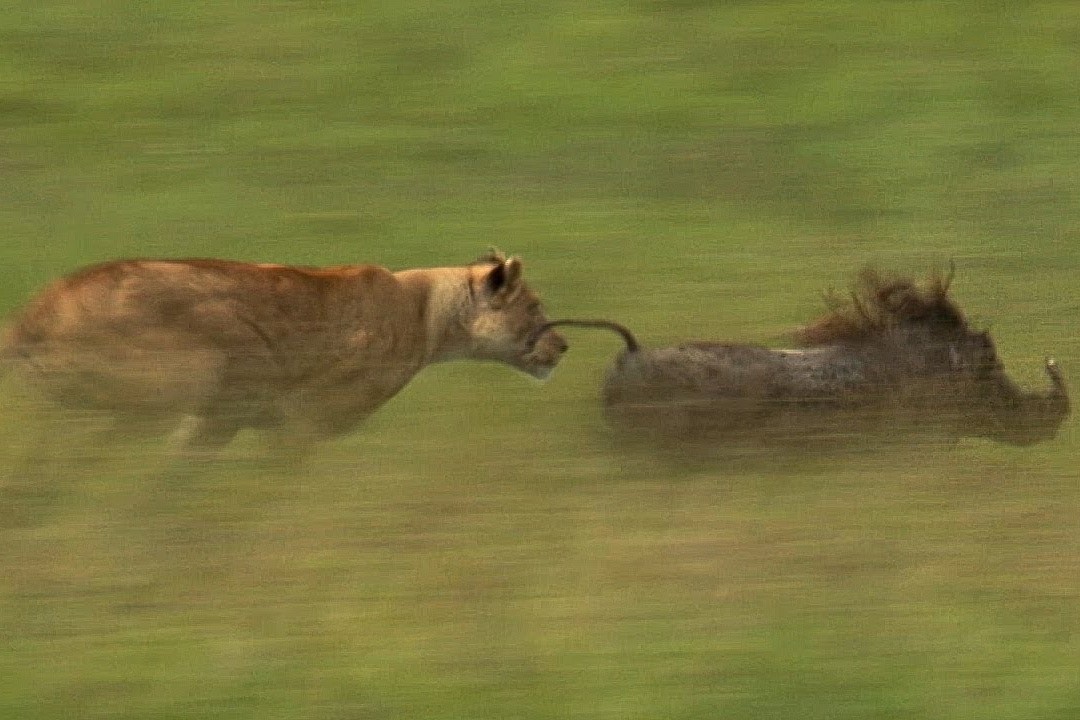 Su tu cai but toc lay mang lon rung hinh anh