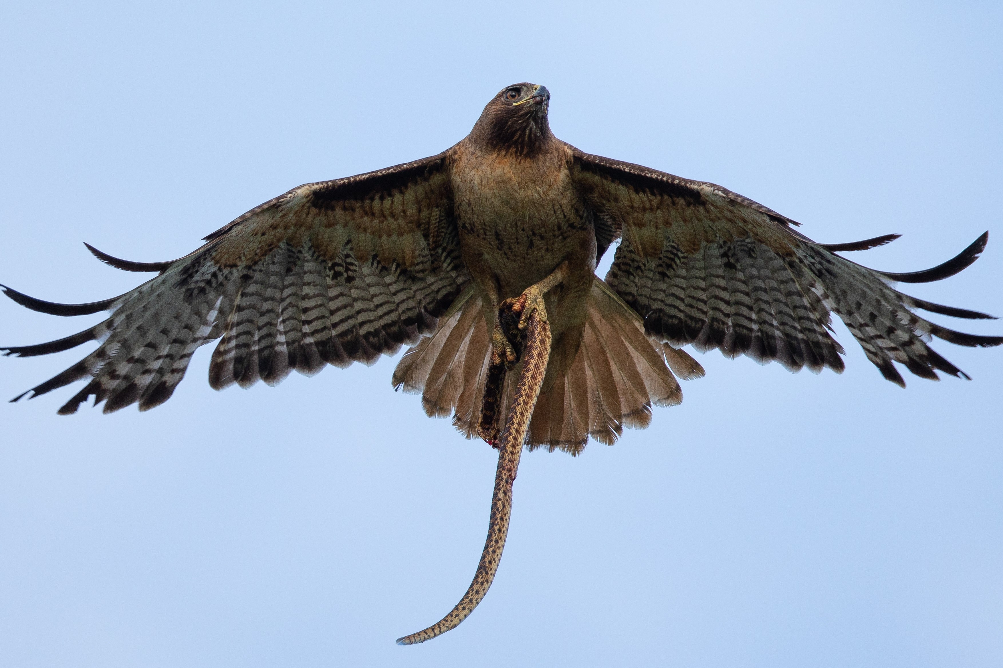 Chim ung me giet ran bao ve con non hinh anh