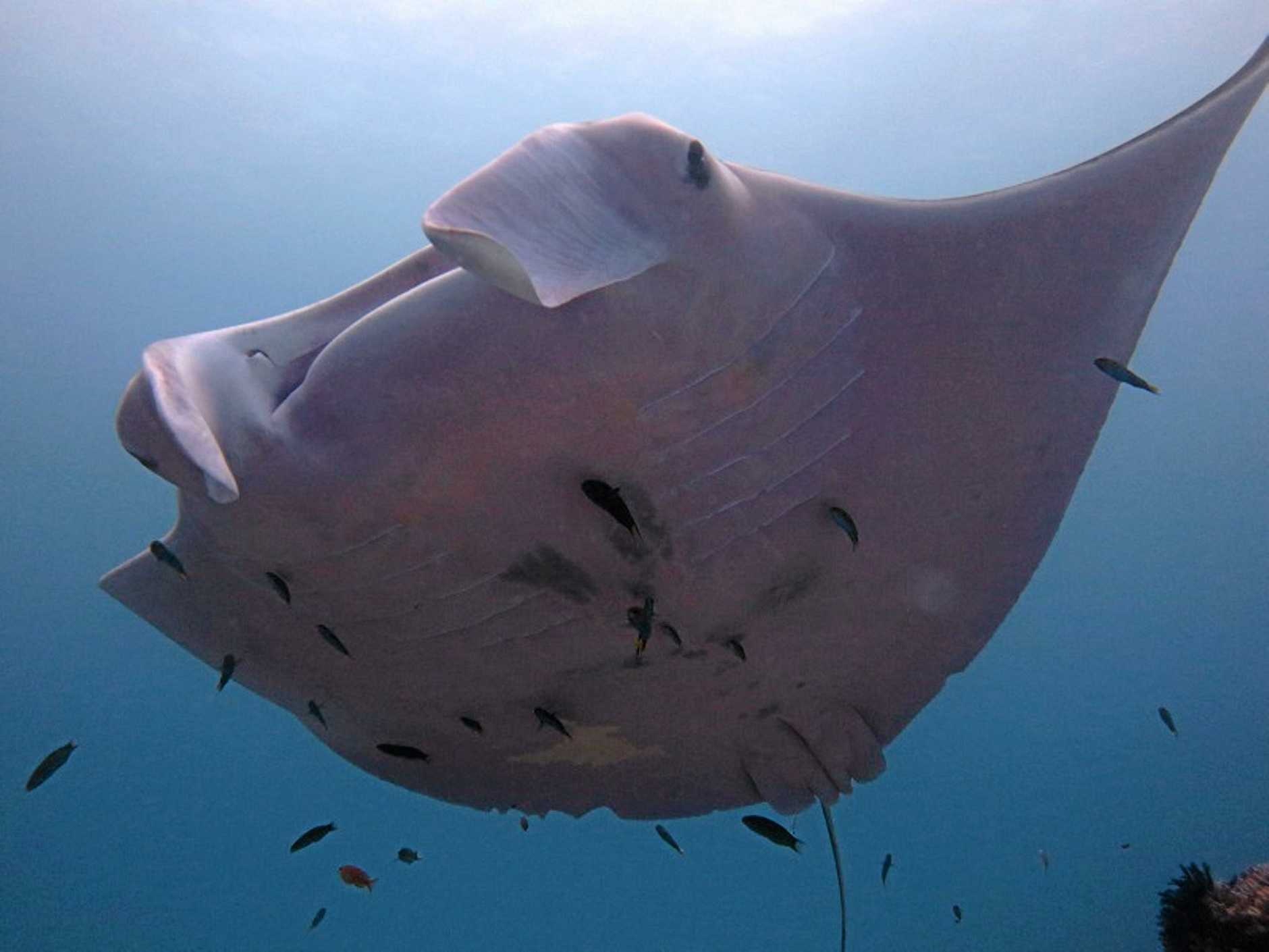 Ca duoi hong khong lo anh 6