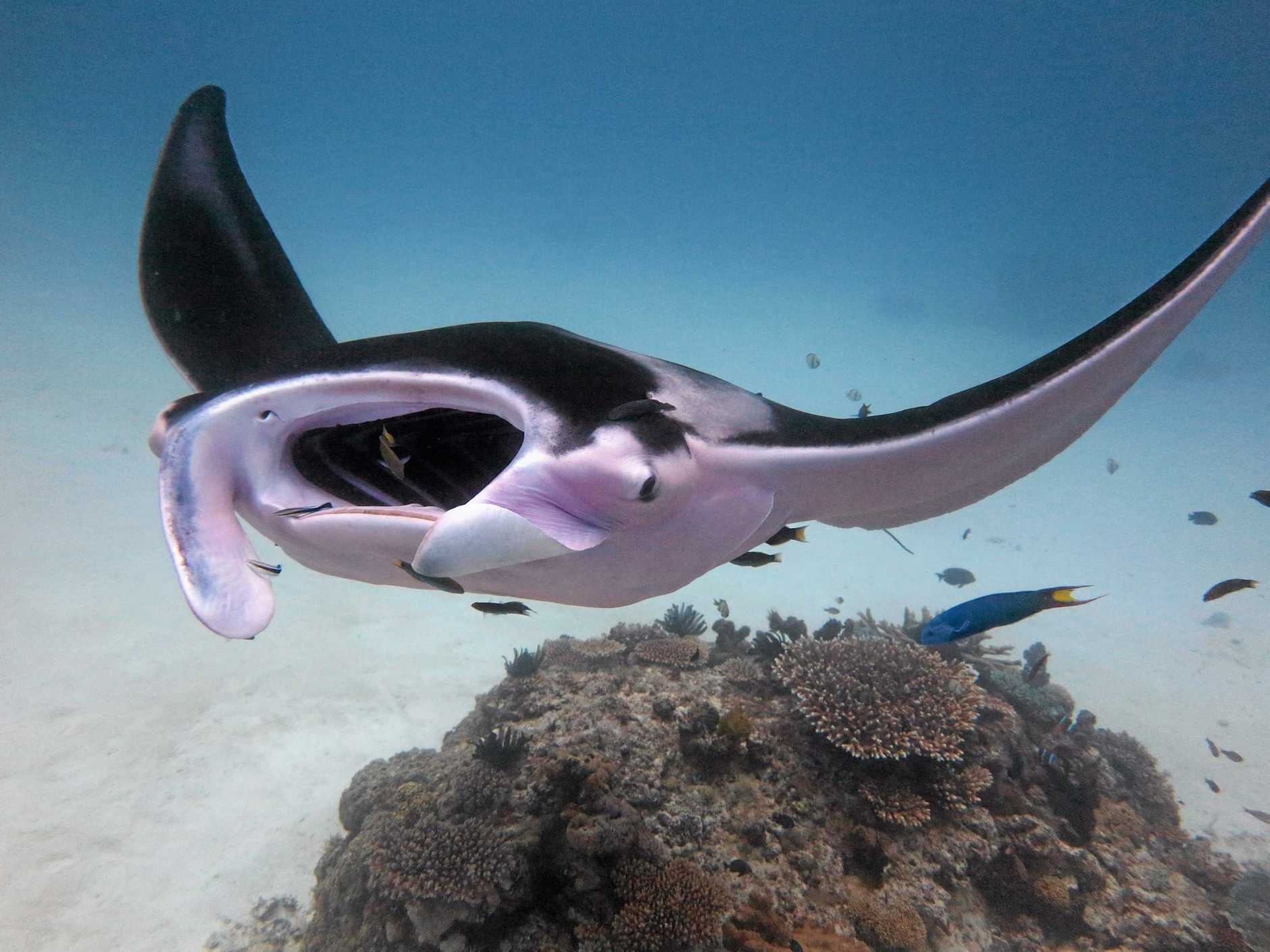 Ca duoi hong khong lo anh 7