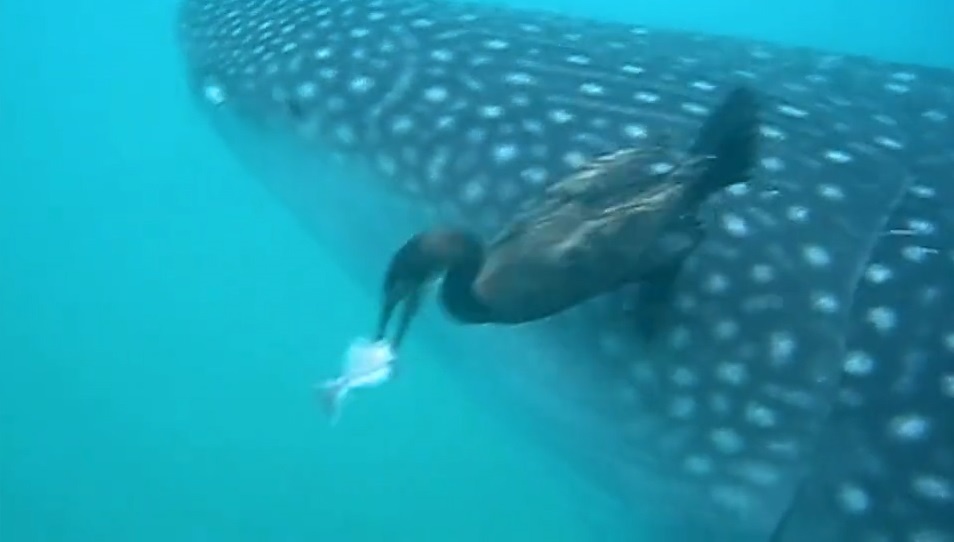 Chim coc lao xuong giat 'ke an bam' ca map voi hinh anh