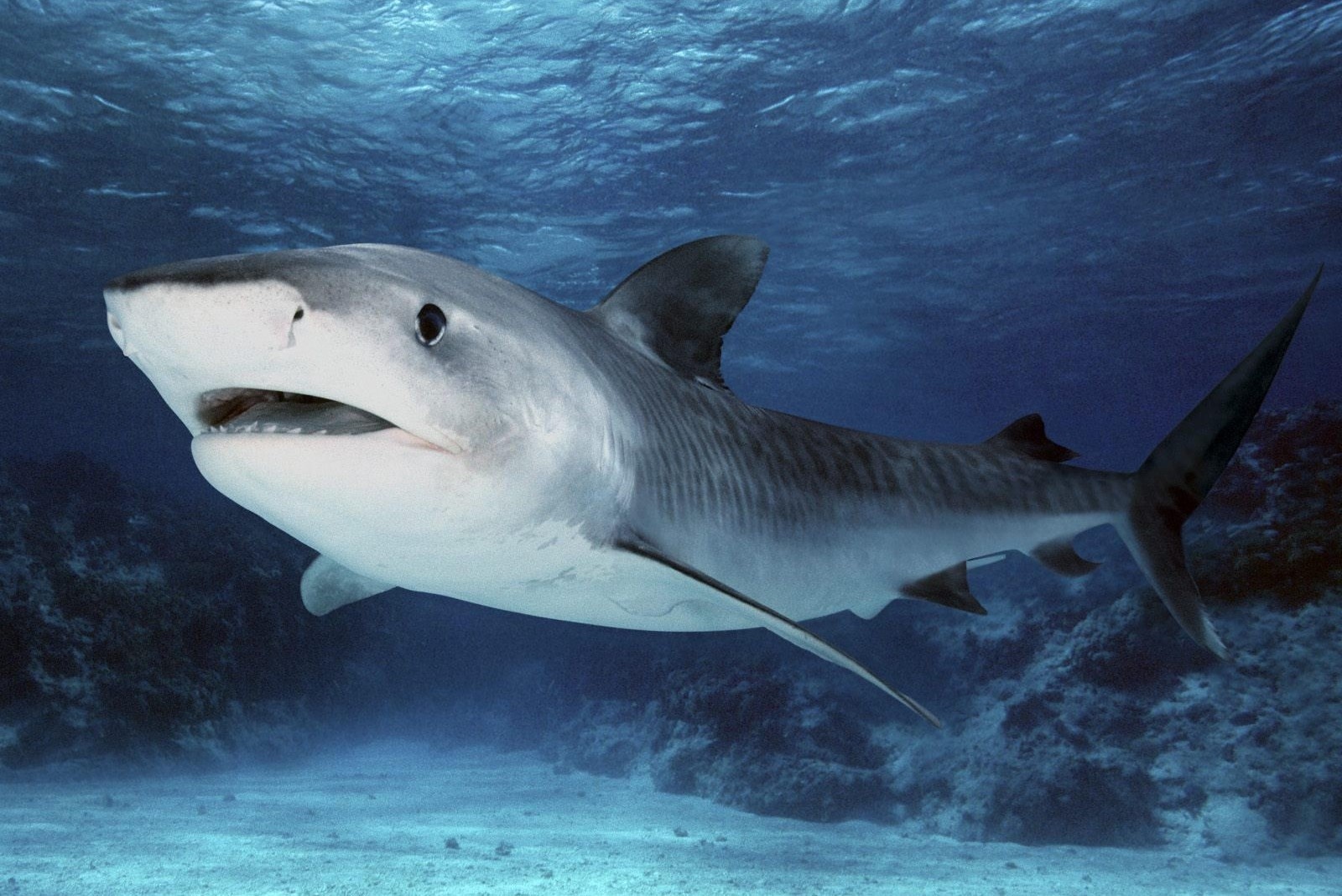 Kham pha loai ca map duoi ran san ho lon nhat hanh tinh hinh anh