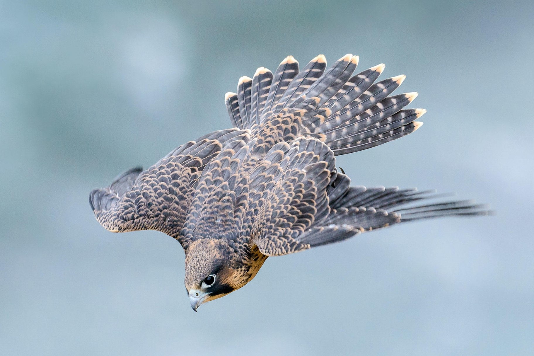 Loai chim so huu toc do 390 km/h, nhanh nhat hanh tinh hinh anh