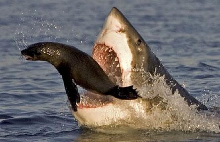 Chien thuat giup hai cau thoat khoi ham ca map trong gang tac hinh anh