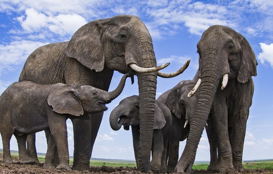 Voi truong thanh co nam ngu duoi dat khong? hinh anh