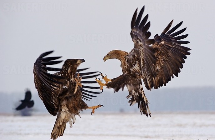 Dai bang chien dau tren khong de tranh gianh con moi hinh anh