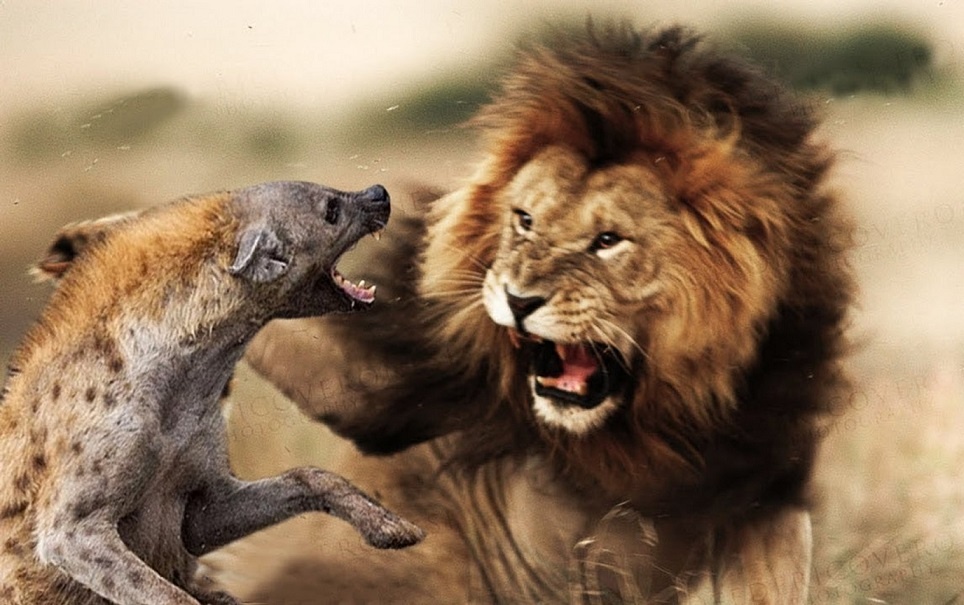 Vi sao linh cau luon la loai bi con nguoi ghet bo? hinh anh