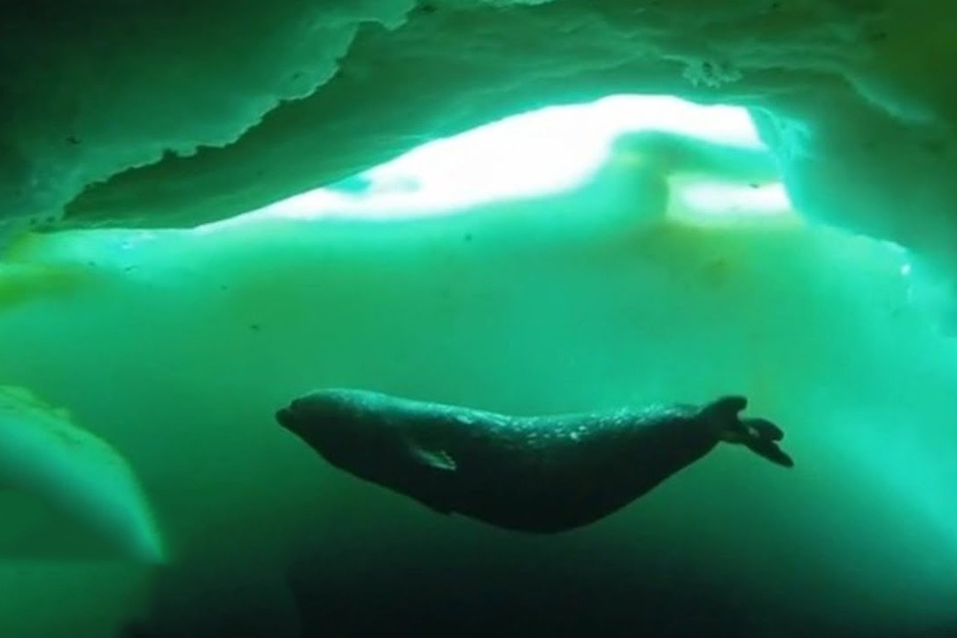 Ben duoi vung bien lanh nhat the gioi hinh anh