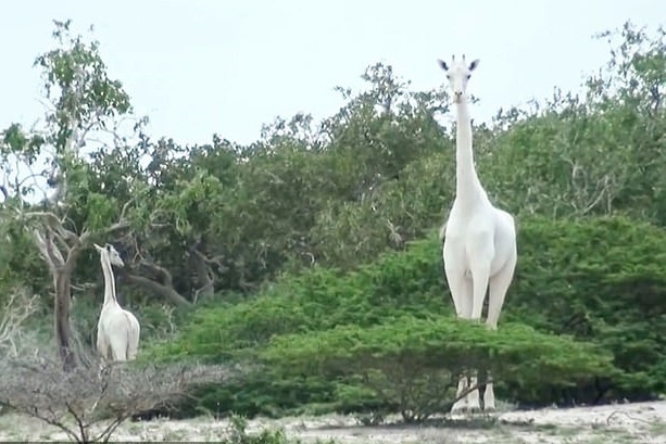 2 me con huou cao co trang quy hiem nhat the gioi bi giet hai hinh anh