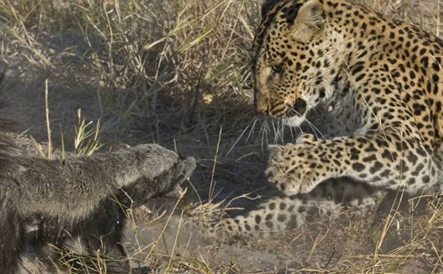 Lung mat duoi danh bao hoa mai giai cuu con hinh anh