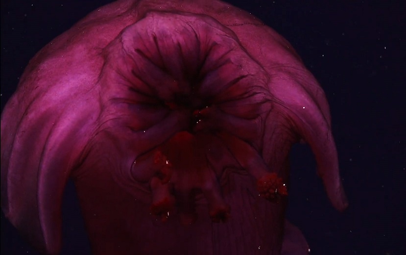 Nhung sinh vat bi an duoi day dai duong hinh anh