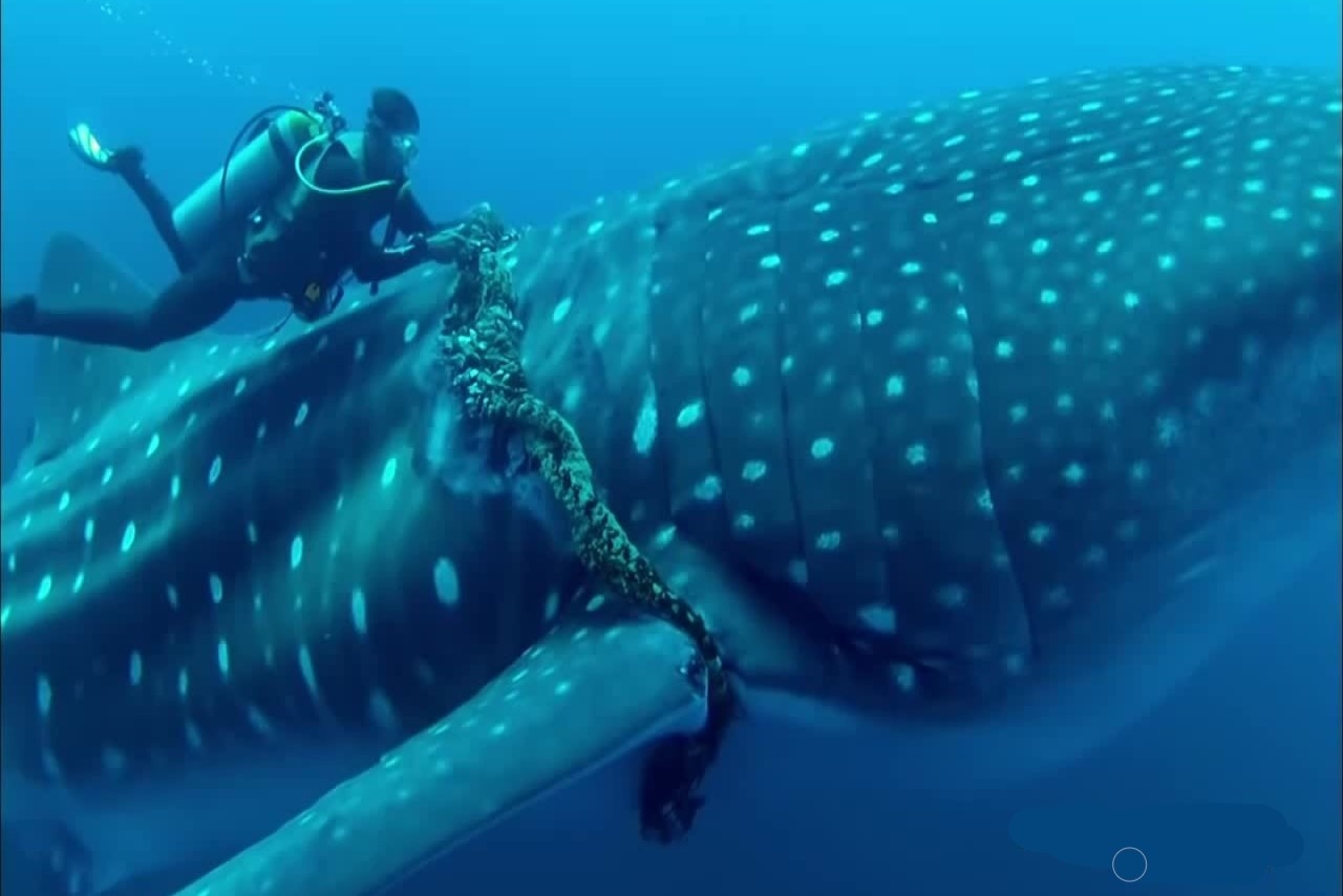 Nhom tho lan cat day thung giai cuu ca map voi hinh anh