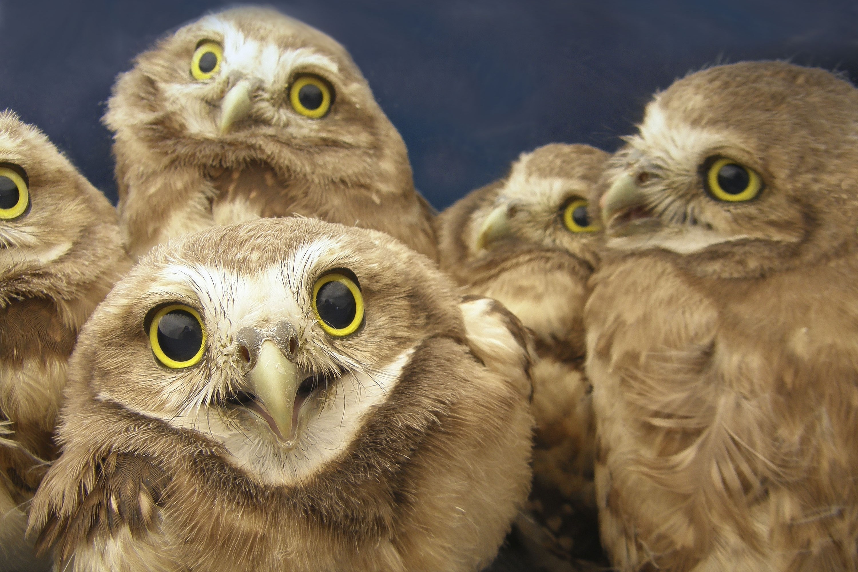 Loai cu duy nhat the gioi song duoi long dat hinh anh