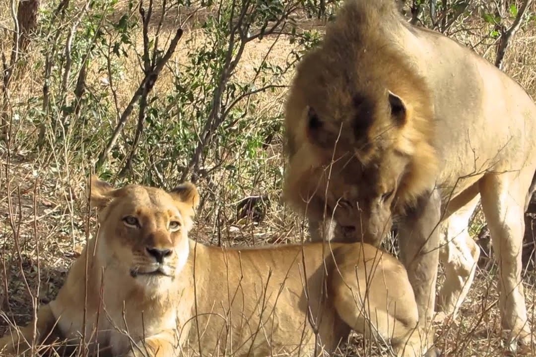 Chien thuat quyen ru ke dich cua su tu cai hinh anh