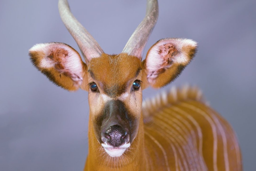 100 con linh duong hiem cuoi cung tren the gioi hinh anh