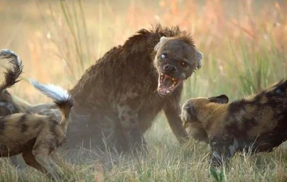 Vi sao linh cau duoc menh danh la nu hoang cua thao nguyen hinh anh