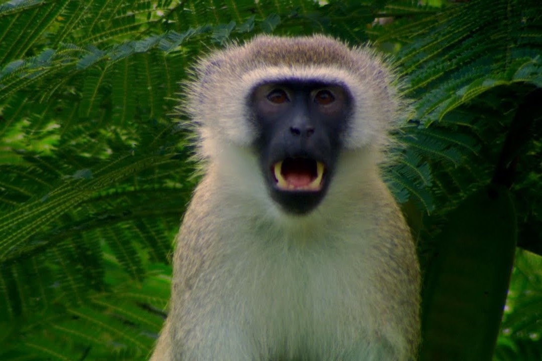 Vooc bao dong cho dan huou thoat ham ho san hinh anh