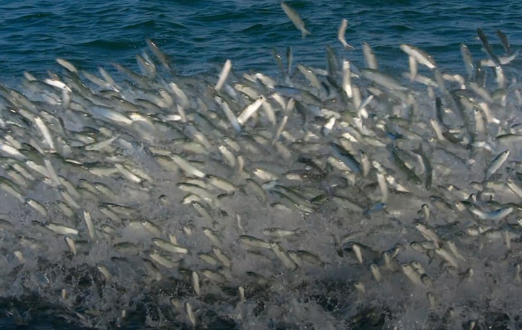 Dan ca hang trieu con phu kin bai tam bien o My hinh anh