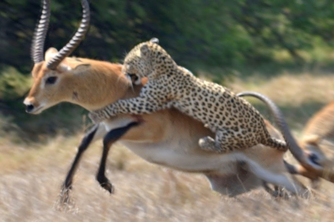 Linh duong gia chet, thoat cua tu truoc gia dinh bao san hinh anh