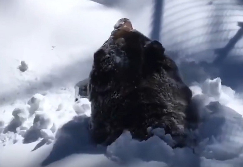 Gau xam chui ra tu tuyet sau khi ngu dong hinh anh