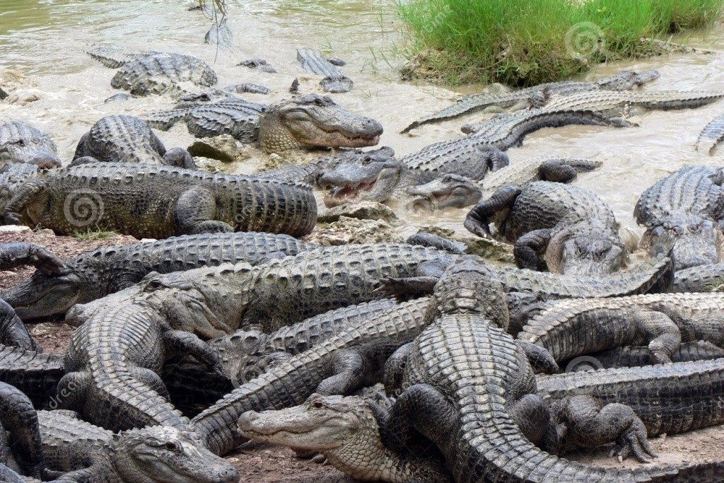 Hon 14.000 con ca sau thuc day sau ky ngu dong hinh anh