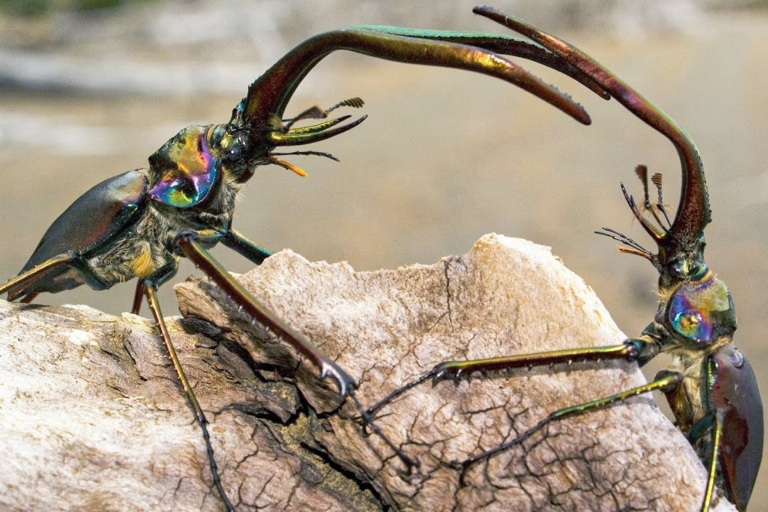 Bo canh cung hat vang ban tinh sau khi giao phoi hinh anh