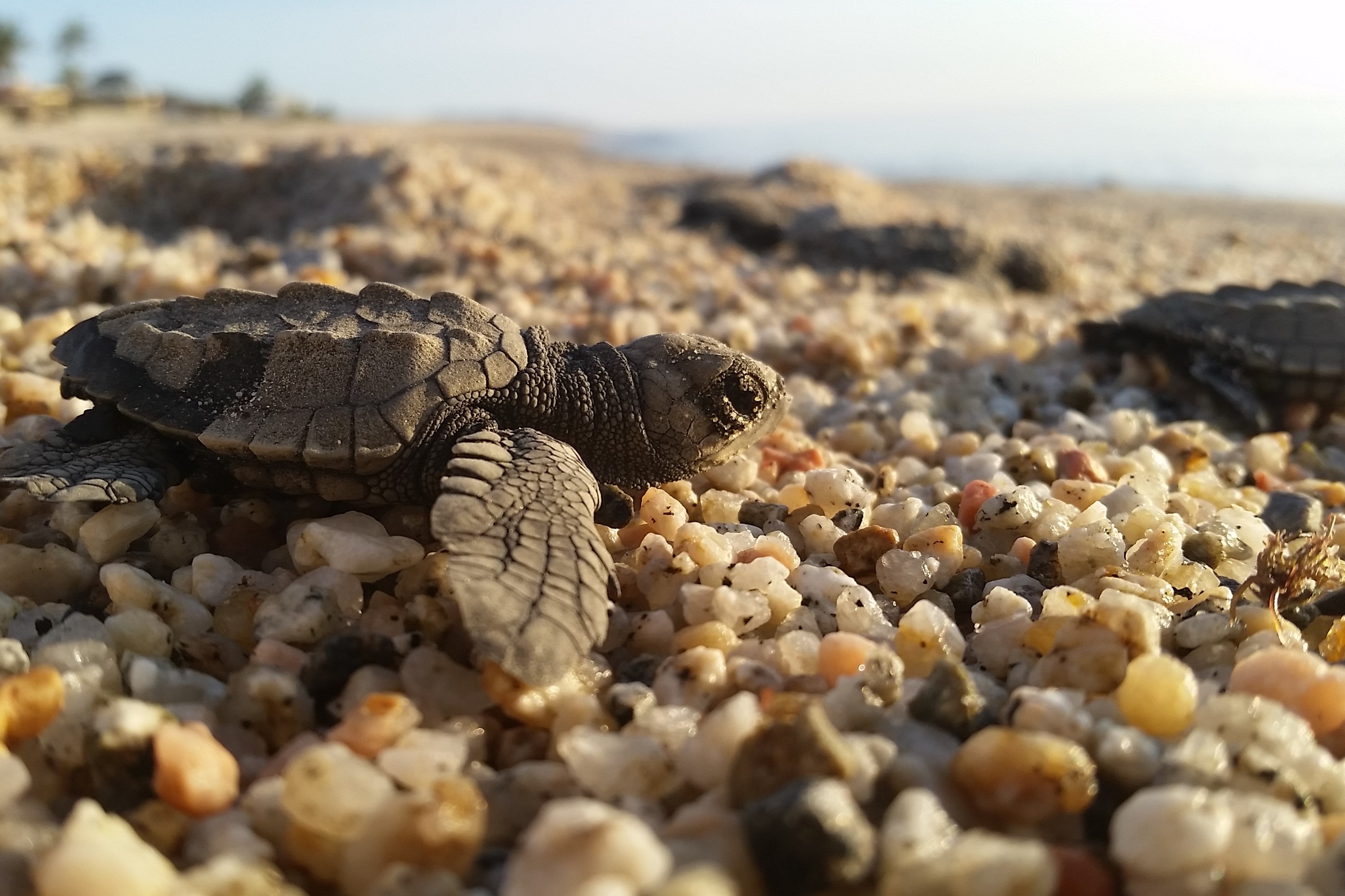 Hanh trinh vuot cua tu cua hang nghin rua con hinh anh
