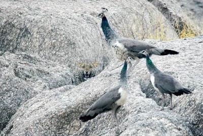 Bi chiem nha, dan cong de doa bao hoa mai hinh anh