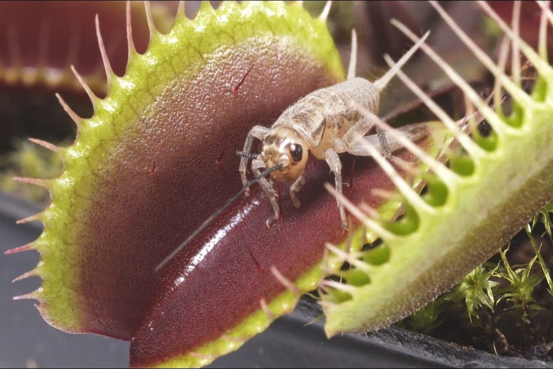 Cay an thit tao bay va tieu hoa con moi trong 10 ngay hinh anh