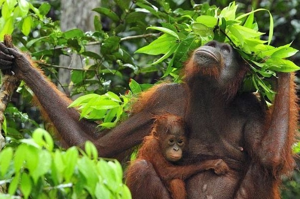 Loai duoi uoi thong minh tu tet la cay lam o tru mua hinh anh
