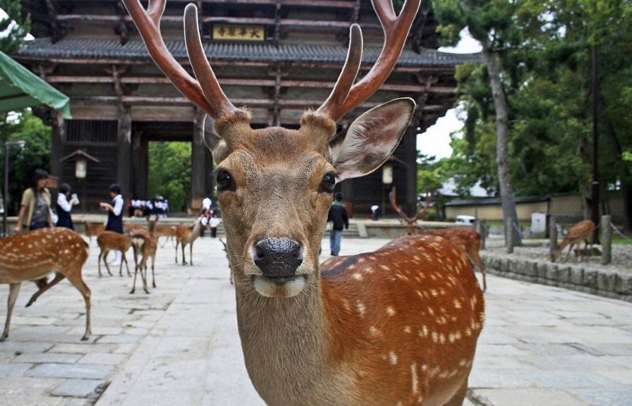 Thien nhien troi day trong thoi gian con nguoi cach ly hinh anh