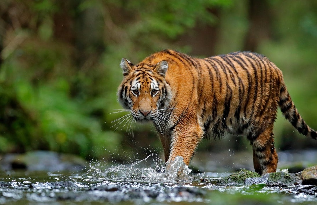 Ho duc bi giet, ho cai khoc tim ban doi suot 3 ngay hinh anh