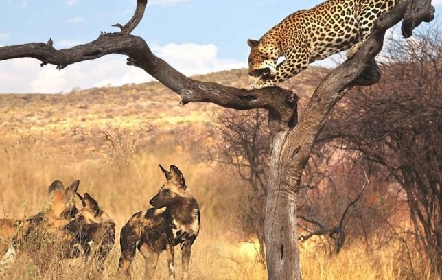 Bao hoa mai me cuu con thoat khoi bay cho hoang hinh anh