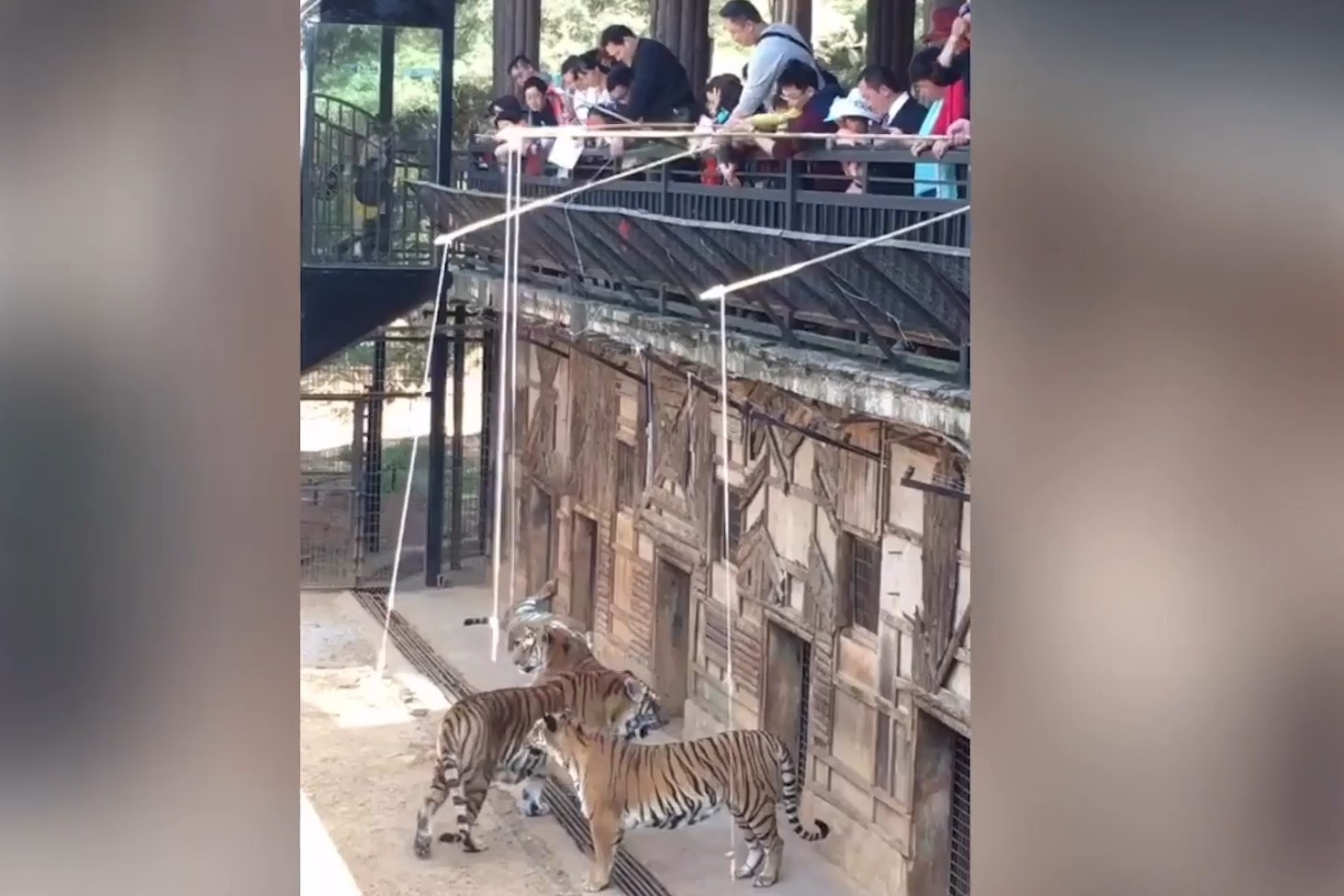 Dan mang bat binh cong vien cho ho an nhu tro cau ca hinh anh