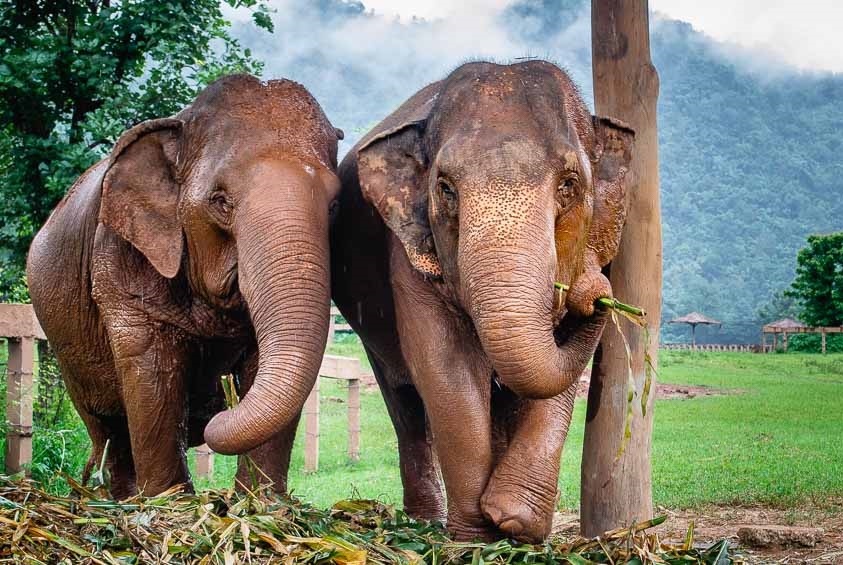 Voi Thai Lan co gang sinh ton do nganh du lich chet dung hinh anh