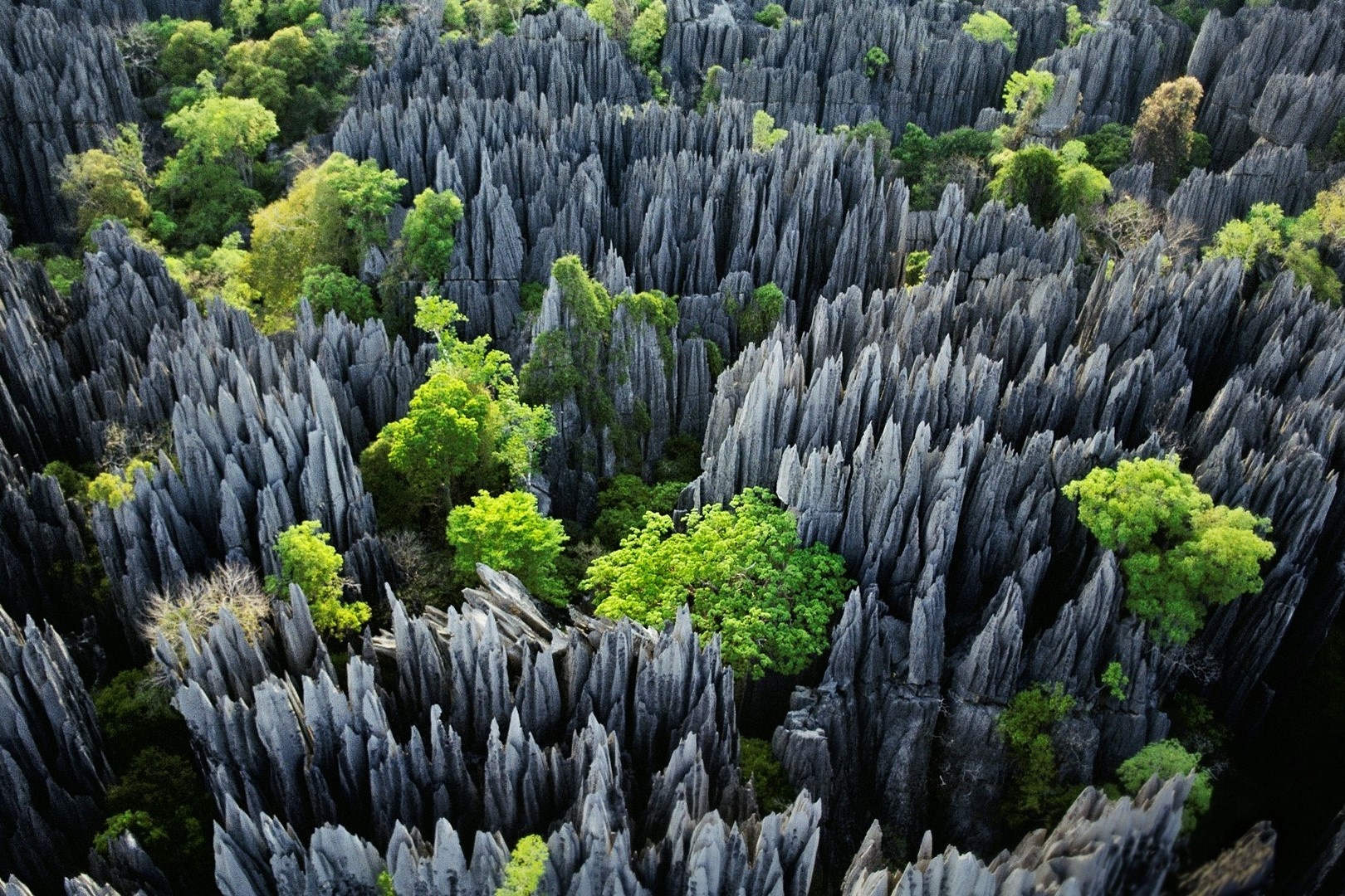 Rung da voi sac nhu dao, rong 1.000 km2 o Madagascar hinh anh