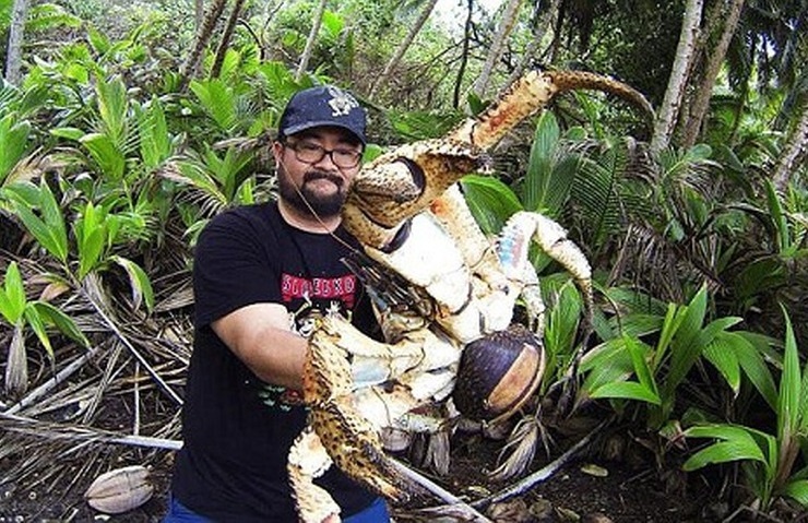 Loai cua co the leo cay, chuyen san chim va chuot hinh anh