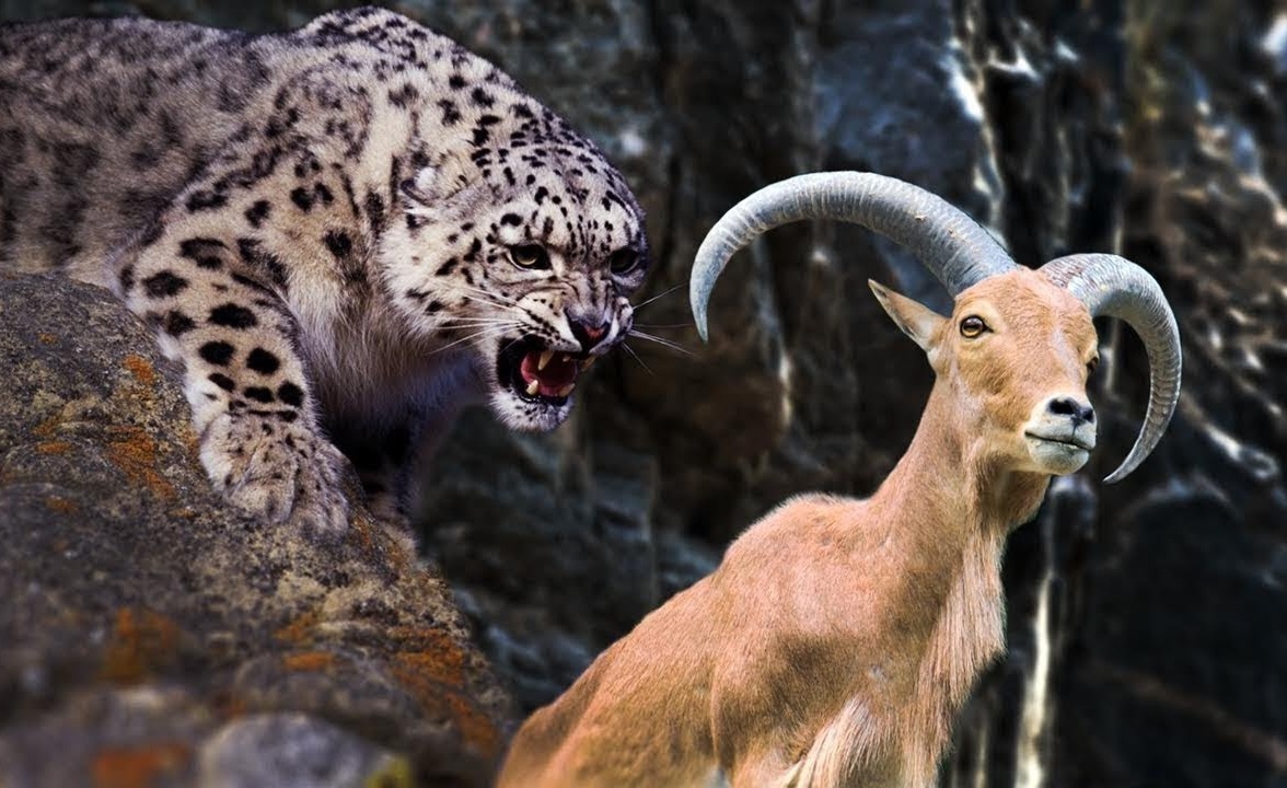 De nui nhay song thoat khoi nanh vuot bao tuyet hinh anh