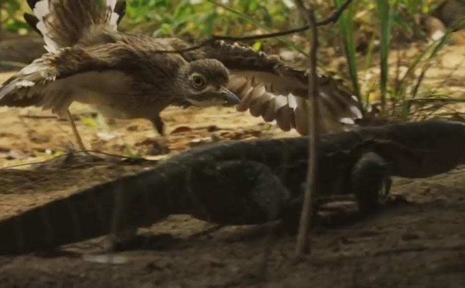 Chim danh duoi ky da, bao ve o trung cho ca sau hinh anh