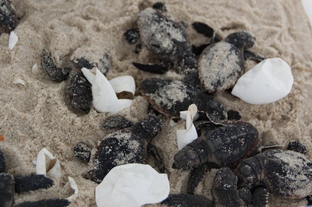 Rua thoai mai de trung tren bai bien khi con nguoi bi cach ly hinh anh