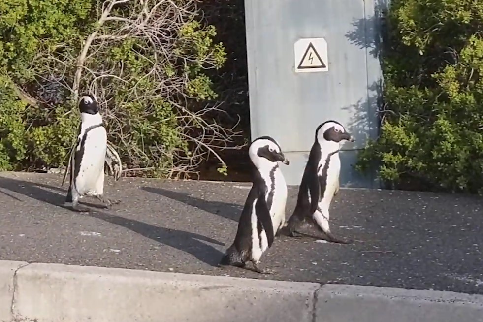 Chim canh cut chau Phi di dao tren duong pho khong nguoi hinh anh