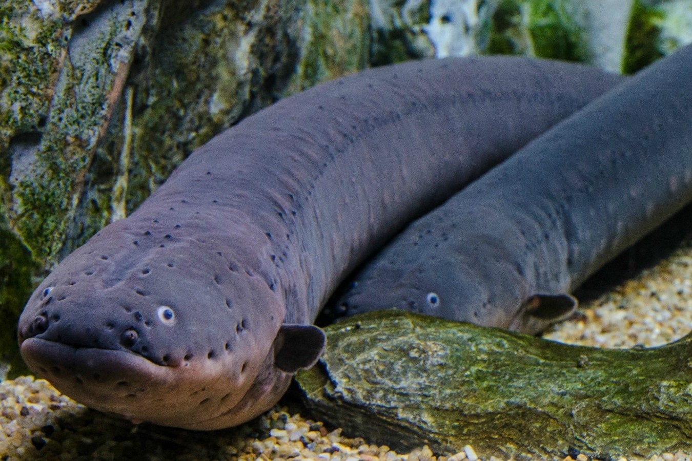 Dieu gi xay ra neu roi vao be co 100 con luon dien? hinh anh