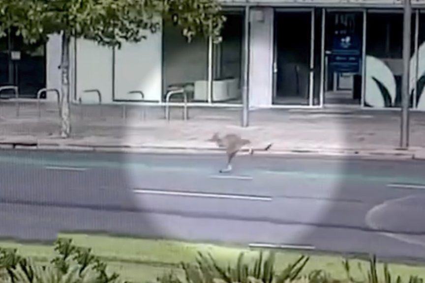 Kangaroo nhay giua thanh pho khong nguoi hinh anh