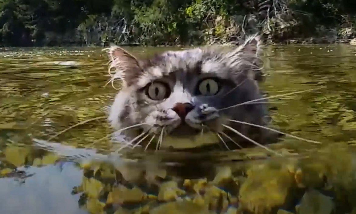 Con meo thich du lich mao hiem va boi loi hinh anh